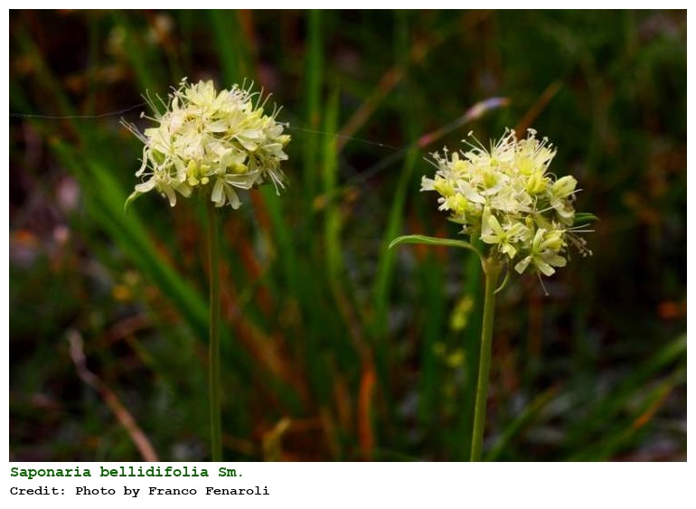 Saponaria bellidifolia Sm.